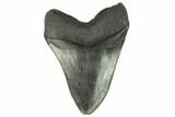 Fossil Megalodon Tooth - South Carolina #129121-2